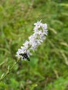 Nine-spotted moth or yellow belted burnet, Amata phegea, formerly Syntomis phegea, macro on pale delphinium flowers