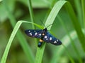 Nine-spotted moth or yellow belted burnet, Amata phegea, formerly Syntomis phegea, macro in weed, selective focus