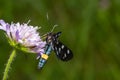 Nine-spotted moth or yellow belted burnet, Amata phegea, formerly Syntomis phegea, macro in weed, selective focus