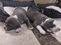 Pitbull pups