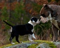 Nine weeks old puppy Old English Bulldog with an adult male Royalty Free Stock Photo