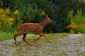 Nine weeks young wild Roe deer, Capreolus capreolus Royalty Free Stock Photo