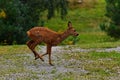 Nine weeks young wild Roe deer, Capreolus capreolus Royalty Free Stock Photo