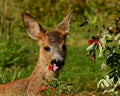 Nine weeks young wild Roe deer, Capreolus capreolus Royalty Free Stock Photo