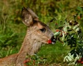 Nine weeks young wild Roe deer, Capreolus capreolus Royalty Free Stock Photo