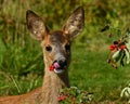 Nine weeks young wild Roe deer, Capreolus capreolus Royalty Free Stock Photo