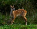 Nine weeks young wild Roe deer, Capreolus capreolus Royalty Free Stock Photo