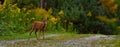 Nine weeks young wild Roe deer, Capreolus capreolus Royalty Free Stock Photo