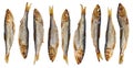 Nine whole hot smoked capelin saury sprat Baltic sea fish with heads and guts- traditional Lithuanian beer snack isolated