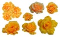 dicut nine yellow and orange rose flowers on white background, nature, valentine, decor, love, object, fashion