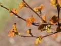 Ninebark Or Physocarpus Opulifolius In Spring