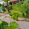 Ninel grapes, even though they are still unripe, are still tempting? Royalty Free Stock Photo