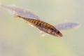 Ninespine stickleback freshwater fish