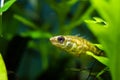 Ninespine stickleback, freshwater wild fish, domesticated in European biotope aquarium Royalty Free Stock Photo