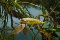 Ninespine stickleback, intelligent freshwater decorative wild fish lifts its spines showing territorial behavior