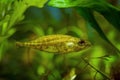 Ninespine stickleback, Pungitius pungitius, active and curious tiny and vulnerable freshwater decorative wild fish is domesticated Royalty Free Stock Photo