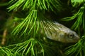 Ninespine stickleback, Pungitius pungitius, freshwater wild fish, domesticated in European biotope aquarium, hides and watches