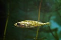 Ninespine stickleback, Pungitius pungitius, funny but hard to keep in aquarium freshwater wild fish swims in dense vegetation