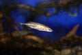 Ninespine stickleback Royalty Free Stock Photo