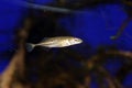 Ninespine stickleback Royalty Free Stock Photo