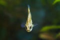 Ninespine stickleback, Pungitius pungitius, tiny freshwater wild fish looks at the camera, typical inhabitant of European biotope