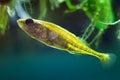 Ninespine stickleback, Pungitius pungitius, tiny and vulnerable freshwater decorative wild fish is domesticated, European biotope Royalty Free Stock Photo