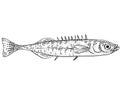 Ninespine stickleback or Pungitius pungitius ten-spined stickleback Freshwater Fish Cartoon Drawing Royalty Free Stock Photo