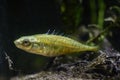 Ninespine stickleback raise its spines to defend territory, tiny wild fish show natural behaviour in temperate biotope