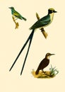 Antique Illustration of Colourful Birds of America