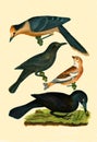 Antique Illustration of Colourful Birds of America