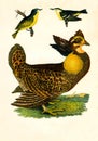 Antique Illustration of Colourful Birds of America