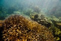 Ningaloo Reef