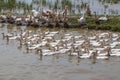 Ninh Binh, Vietnam, a flock of domestic white geese in rice fields Royalty Free Stock Photo