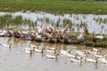 Ninh Binh, Vietnam, a flock of domestic white geese in rice fields Royalty Free Stock Photo