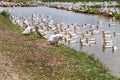 Ninh Binh, Vietnam, a flock of domestic white geese in rice fields Royalty Free Stock Photo