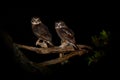 Ninox boobook - Southern Boobook Australian owl in the night Royalty Free Stock Photo