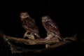 Ninox boobook - Southern Boobook Australian owl in the night Royalty Free Stock Photo