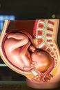 Ninth month pregnancy pelvis anatomy model