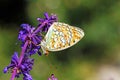 The Niobe fritillary butterfly , Argynnis niobe , butterflies of Iran Royalty Free Stock Photo