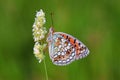 The Niobe fritillary butterfly , Argynnis niobe , butterflies of Iran Royalty Free Stock Photo