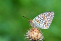 The Niobe fritillary butterfly , Argynnis niobe , butterflies of Iran Royalty Free Stock Photo