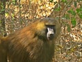 Niokolo Koba national Park, Senegal. Royalty Free Stock Photo