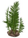 Nipa burtinii prehistoric plant - 3D render Royalty Free Stock Photo