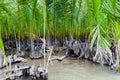 Nipa palm forest