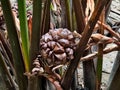 The Nipa palm fruits Royalty Free Stock Photo