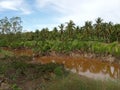 nipa palm tree on the edge of a former excavated water pond Royalty Free Stock Photo