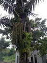 The Nipa Tree or seho usually secretes juice which is used by local residents to make a liquor called Cap Tikus or Sopi Royalty Free Stock Photo