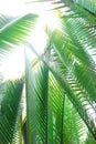 Nipah palm tree or leaf Royalty Free Stock Photo