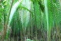 Nipah palm tree or leaf Royalty Free Stock Photo