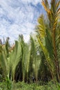 Nipah palm tree or leaf Royalty Free Stock Photo